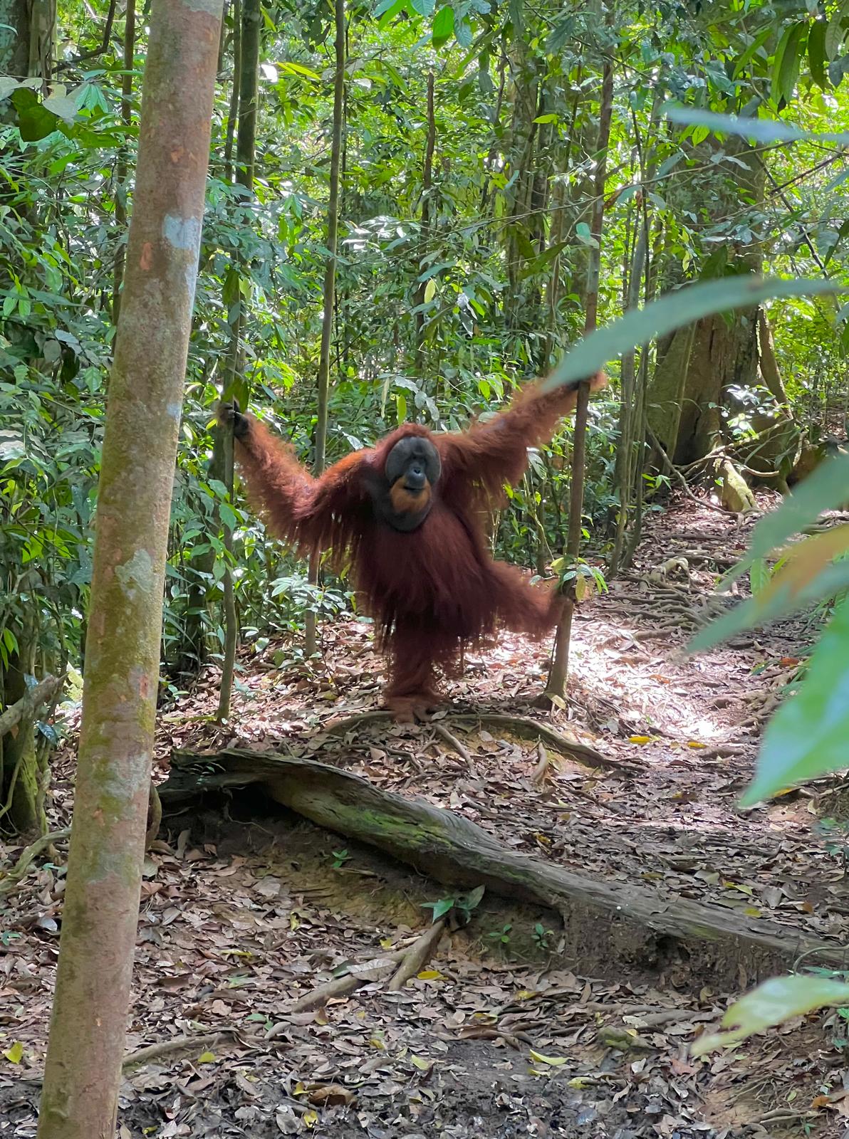 One Day Sumatra Orangutan Jungle Trekking Bukit Lawang | Sumatra 2D/1N Jungle Adventure