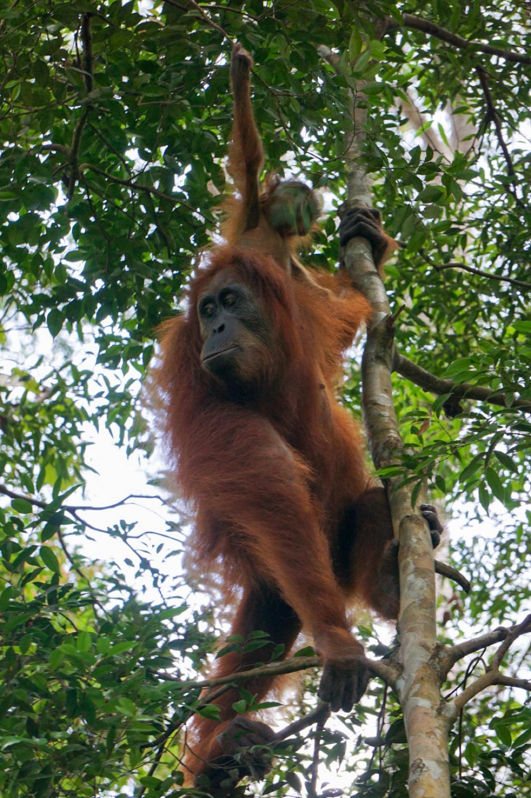 3 Hours Sumatra Orangutan Jungle (Bukit Lawang)