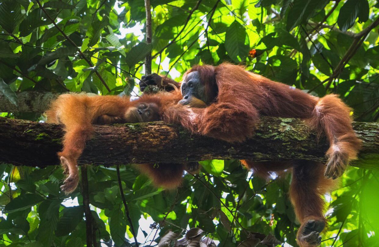 7 Days Sumatra Orangutan Trekking Memories Tour