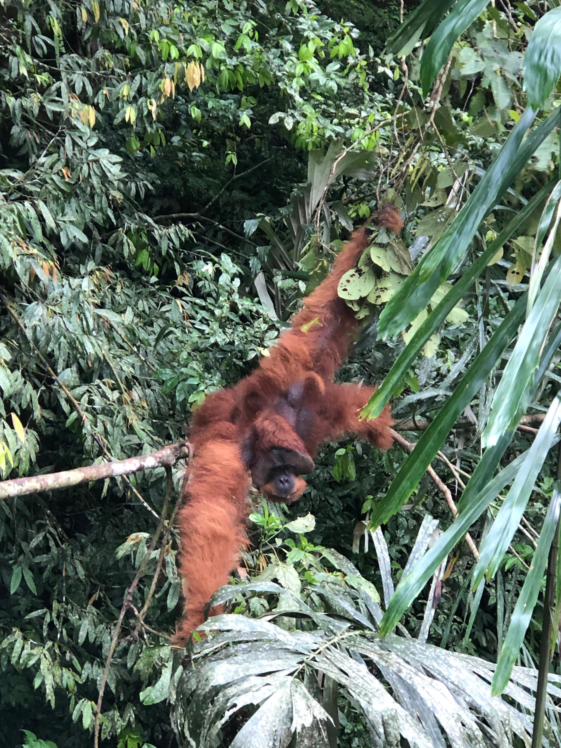 8 Days Sumatra Orangutan Trekking Adventure