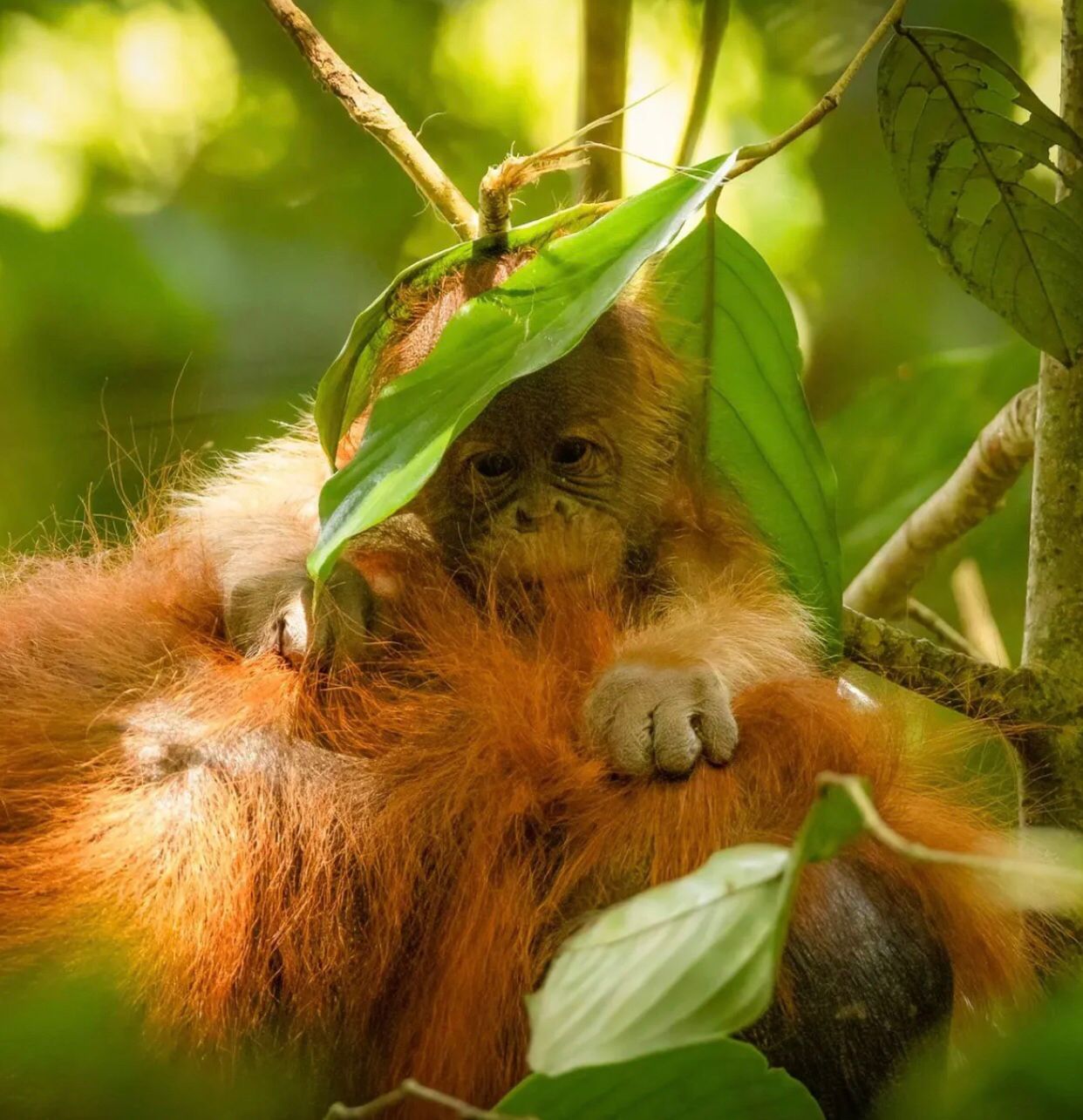 Photography Sumatra Orangutan Trekking Tour