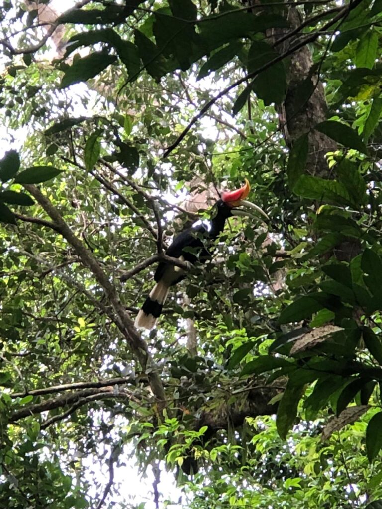 Tailored Adventures | Sumatra Orangutan Jungle